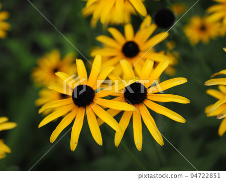 Fallopianum (Rudbeckia hirta) Fallopianum (Rudbeckia hirta) 94722851