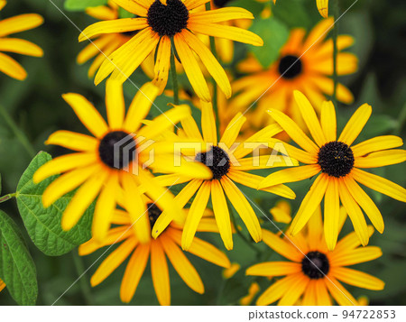 Fallopianum (Rudbeckia hirta) Fallopianum (Rudbeckia hirta) 94722853