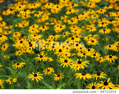 Fallopianum (Rudbeckia hirta) 94722854