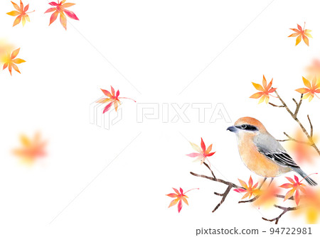 秋葉和伯勞背景材料水彩插圖 94722981