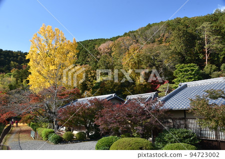 Yellow leaf of Great Ginkgo Yellow leaf of Great Ginkgo 94723002