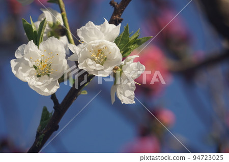 Peach blossoms 94723025