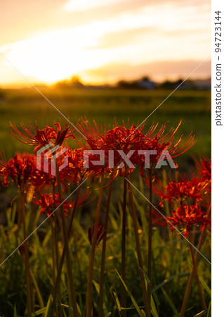 和歌山縣和歌山市在夕陽下閃耀的群孤挺花 94723144