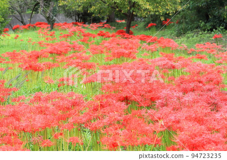 Cluster amaryllis in full bloom at Andogawara, Higashichichibu Village 94723235
