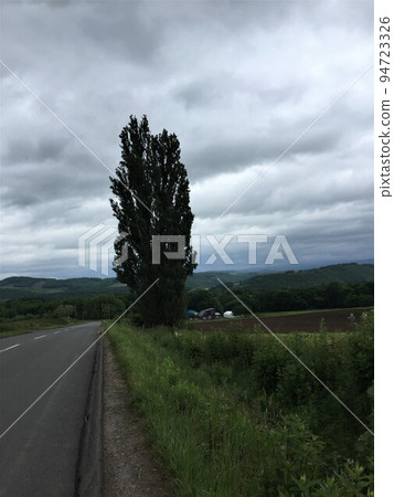  肯和瑪麗的樹 94723326