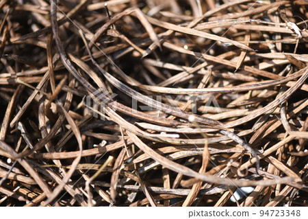 收穫的藥草，Ebisgusa 果實 94723348