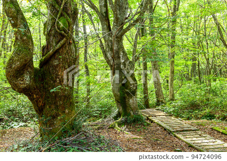 Beech and Quercus oak trees welcome you to Shishigahana Marsh Beech and Quercus oak trees welcome you to Shishigahana Marsh 94724096