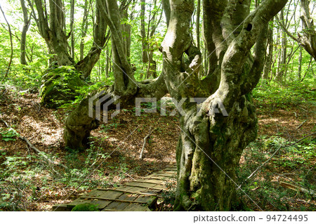 To the forest of old beech trees, Shishigahana Wetlands, Akita Prefecture 94724495