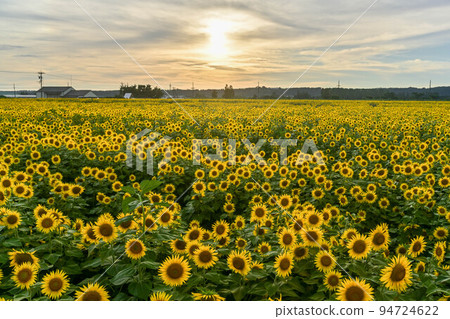盛開的向日葵村 94724622