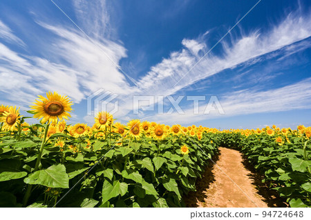 Sunflower village in full bloom Sunflower village in full bloom 94724648
