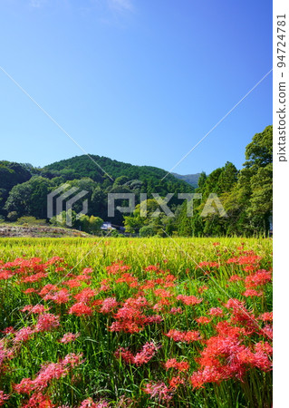 Higanbana at Katsuragi Hitokotonushi Shrine Higanbana at Katsuragi Hitokotonushi Shrine 94724781