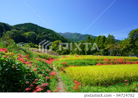 Higanbana at Katsuragi Hitokotonushi Shrine 94724782