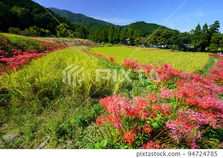 Higanbana at Katsuragi Hitokotonushi Shrine Higanbana at Katsuragi Hitokotonushi Shrine 94724785