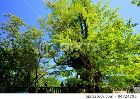 Milk ginkgo tree at Katsuragi Hitokotonushi Shrine and clear autumn weather Milk ginkgo tree at Katsuragi Hitokotonushi Shrine and clear autumn weather 94724796