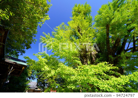Milk ginkgo tree at Katsuragi Hitokotonushi Shrine and clear autumn weather Milk ginkgo tree at Katsuragi Hitokotonushi Shrine and clear autumn weather 94724797