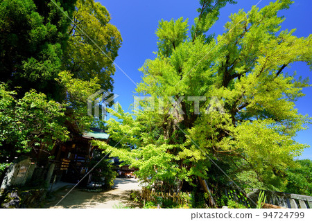 Milk ginkgo tree at Katsuragi Hitokotonushi Shrine and clear autumn weather 94724799