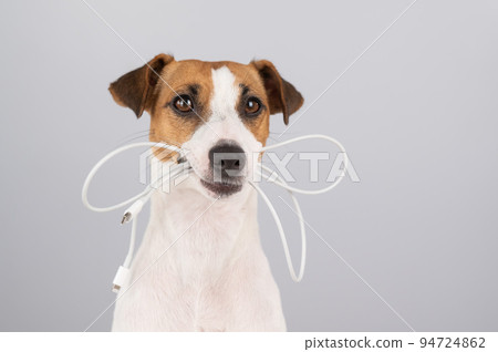Jack russell terrier dog holding a type c cable in his teeth on a white background.  94724862