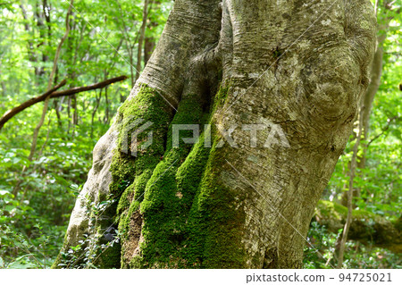 長滿青苔的老山毛櫸樹,秋田縣獅子花濕地 長滿青苔的老山毛櫸樹,秋田縣獅子花濕地 94725021