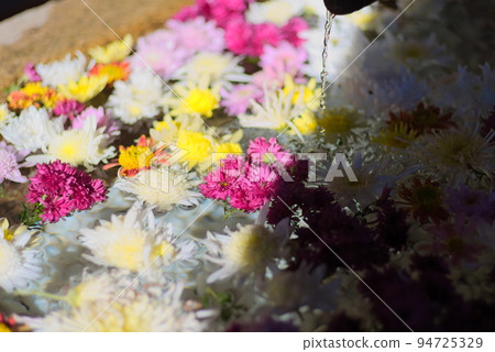 Colorful chrysanthemum flowers in the chozuya Colorful chrysanthemum flowers in the chozuya 94725329