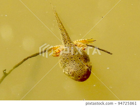 giant tadpole giant tadpole 94725861