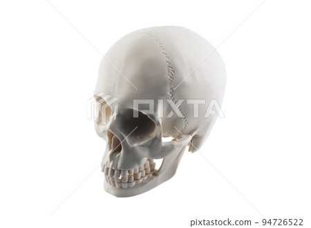 Human skull isolated on white background with clipping path 94726522