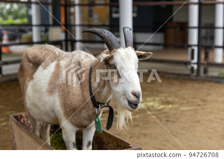 male tokara goat in zoo 94726708
