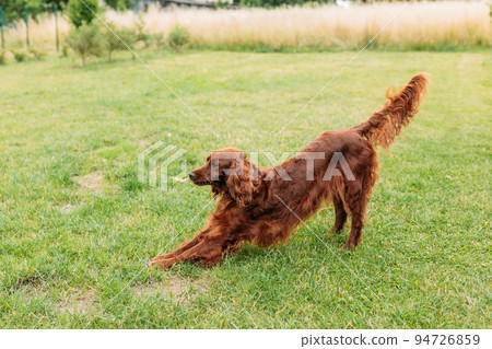 Beautiful happy Irish Setter dog is lying in grass on a beautiful summer day. Brown Dog in yoga pose. Beautiful happy Irish Setter dog is lying in grass on a beautiful summer day. Brown Dog in yoga pose. 94726859