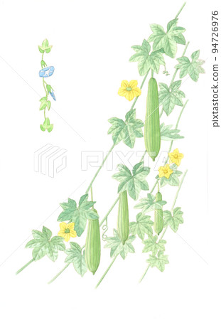 Watercolor: loofah Watercolor: loofah 94726976