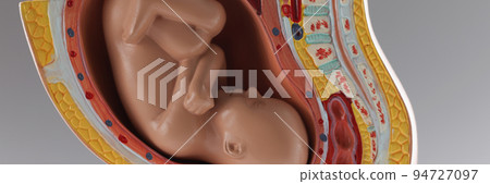 Human baby growth stages in nine month development, pregnancy stages Human baby growth stages in nine month development, pregnancy stages 94727097