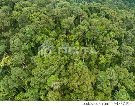 Tropical forests can absorb large amounts of carbon dioxide from the atmosphere. 94727192