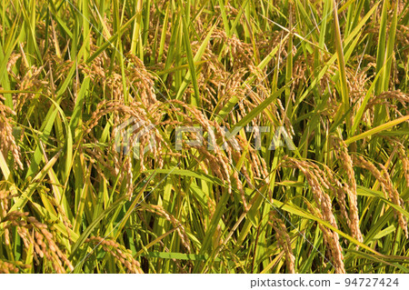 Fruit rice plant Fruit rice plant 94727424