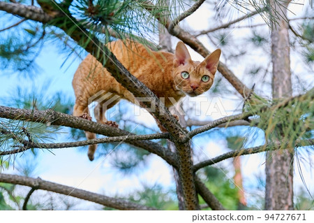 Serious ginger cat Devon rex on a tree attentively watching hunts Serious ginger cat Devon rex on a tree attentively watching hunts 94727671
