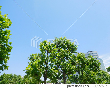 Suzuki kenoki 94727894