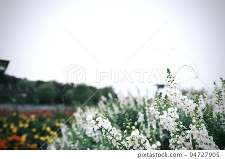 Flower field on a rainy day 94727905