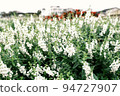  Flower garden 94727907