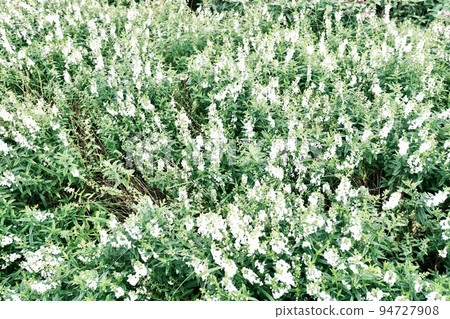  White flower 94727908