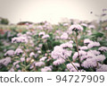 Pink Flower Field 94727909