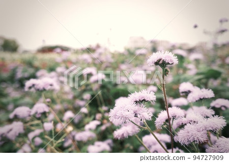 Pink Flower Field Pink Flower Field 94727909