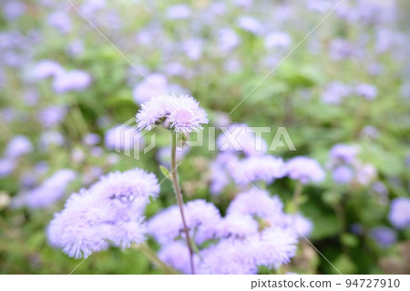 Purple flower 94727910