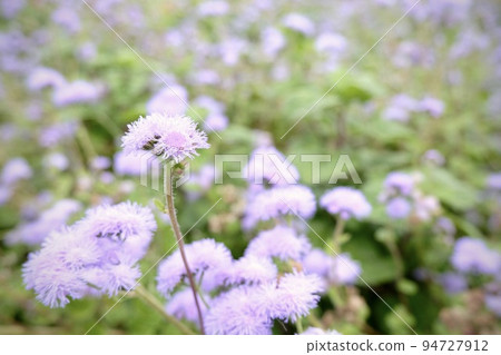 Purple flower 94727912