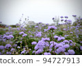 Purple flower garden 94727913