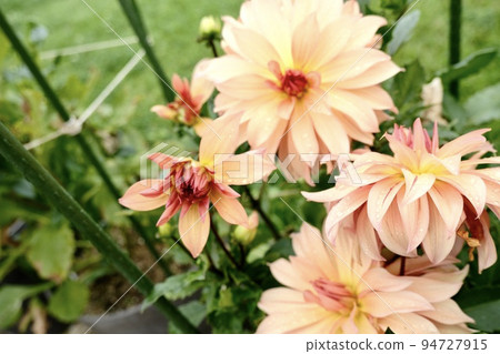 Cosmos Cosmos 94727915