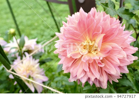 Dahlia 94727917