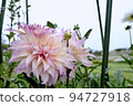 Dahlia 94727918