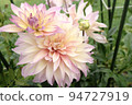 Dahlia 94727919