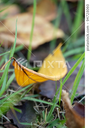 Fallen leaves on the lawn @ summer in Akasaka 94728060
