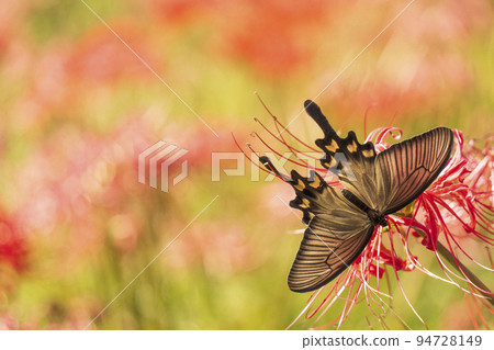 [秋季] 簇狀孤挺花和麝香燕尾 94728149