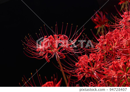 Full bloom cluster amaryllis and black background 94728407