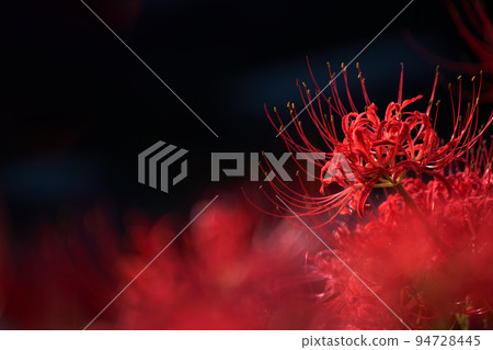 盛開簇孤挺花和黑色背景 盛開簇孤挺花和黑色背景 94728445