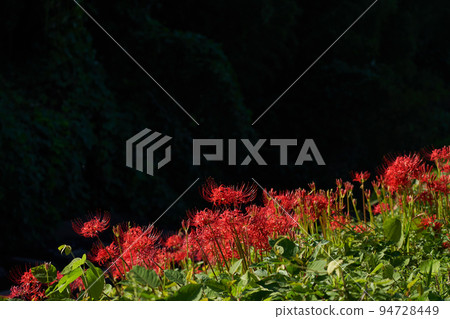 Full bloom cluster amaryllis and black background Full bloom cluster amaryllis and black background 94728449
